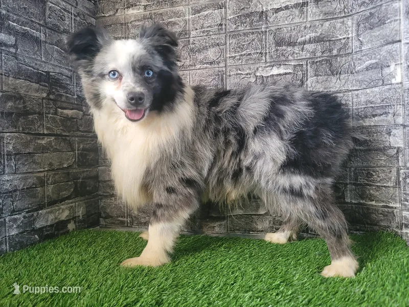 Lil Blue – Toy Australian Shepherd puppy for sale in South Whitley, IN