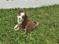 Buddy, a male Toy Australian Shepherd for sale in South Whitley, IN – 4 of 7