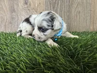 Cash, a male Toy Australian Shepherd for sale in South Whitley, IN – 2 of 3