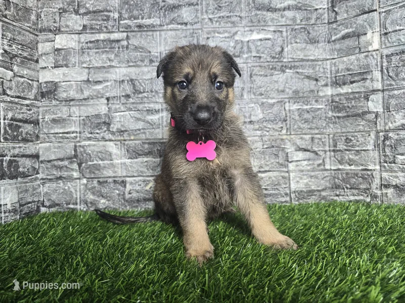 Gretta – German Shepherd Dog puppy for sale in South Whitley, IN