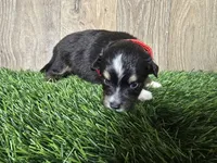 Charlie , a male Toy Australian Shepherd for sale in South Whitley, IN – 3 of 4