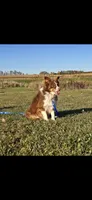 Daisy , a female Toy Australian Shepherd for sale in South Whitley, IN – 5 of 6
