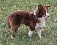 Cash, a male Toy Australian Shepherd for sale in South Whitley, IN – 8 of 8