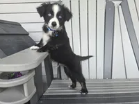 Bear/Black Bi/blue eyes, a male Toy Australian Shepherd for sale in South Whitley, IN – 2 of 4
