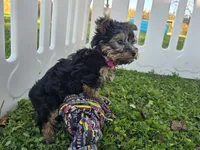 Bella, a female Yorkshire Terrier for sale in South Whitley, IN – 2 of 6