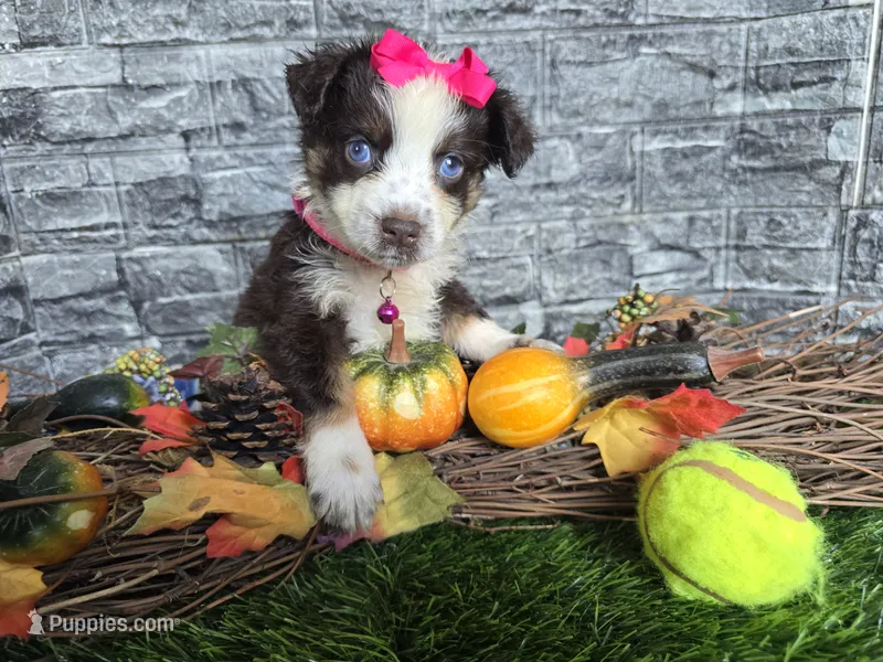 Beauty-Red tri  – Toy Australian Shepherd puppy for sale in South Whitley, IN