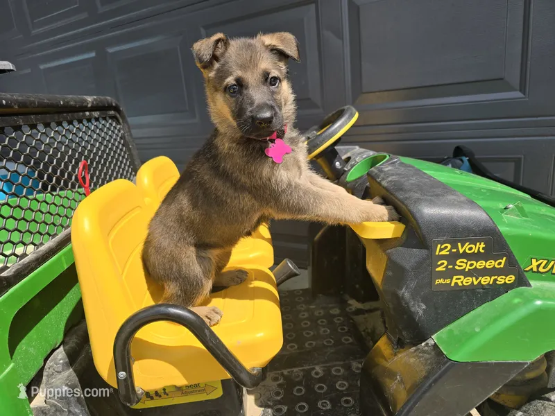 Gretta – German Shepherd Dog puppy for sale in South Whitley, IN