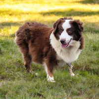 Marshall~red merle/Blue eyes, a male Miniature Australian Shepherd for sale in South Whitley, IN – Photo 5 of 5