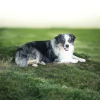 Marshall~red merle/Blue eyes, a male Miniature Australian Shepherd for sale in South Whitley, IN – Photo 4 of 5