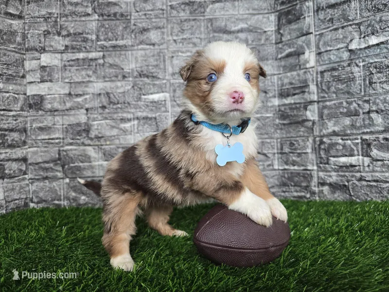 Marshall~red merle/Blue eyes
