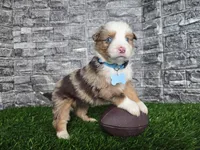 Marshall~red merle/Blue eyes, a male Miniature Australian Shepherd for sale in South Whitley, IN – Photo 1 of 5