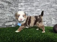 Marshall~red merle/Blue eyes, a male Miniature Australian Shepherd for sale in South Whitley, IN – Photo 2 of 5