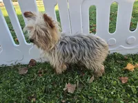 Rascal, a male Yorkshire Terrier for sale in South Whitley, IN – 3 of 5