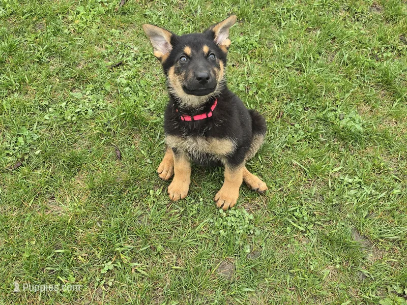 Bandit  – German Shepherd Dog puppy for sale in South Whitley, IN