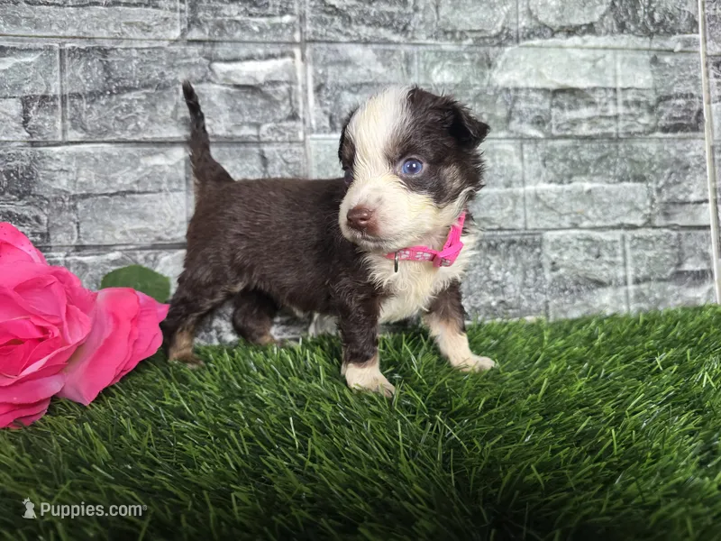 Beauty-Red tri  – Toy Australian Shepherd puppy for sale in South Whitley, IN