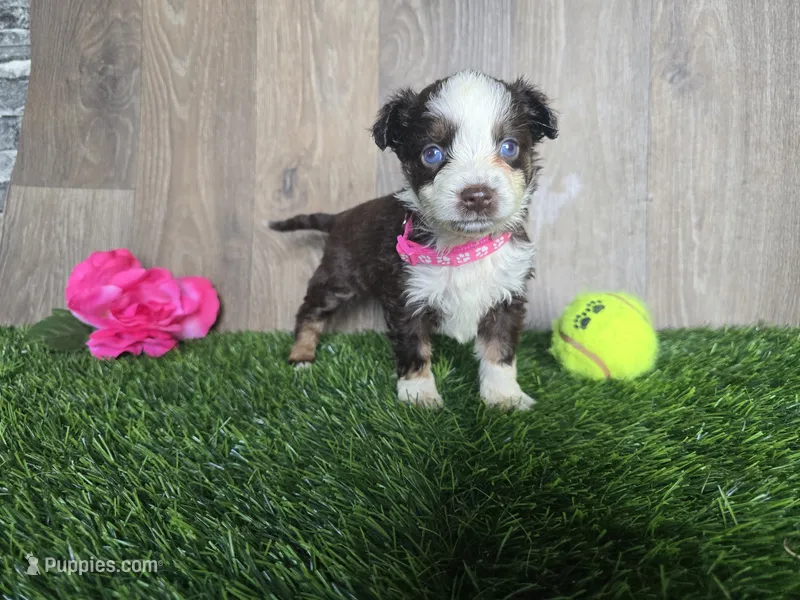 Beauty-Red tri  – Toy Australian Shepherd puppy for sale in South Whitley, IN