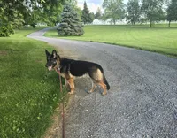 Queen , a female German Shepherd Dog for sale in South Whitley, IN – 2 of 3