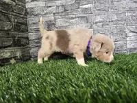 Bailey , a female Miniature Australian Shepherd for sale in South Whitley, IN – 4 of 6