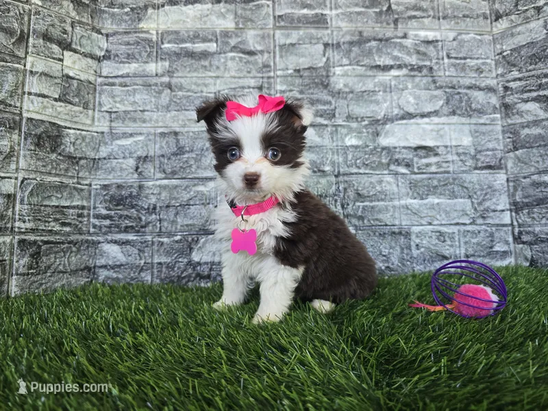 Sugar – Toy Australian Shepherd puppy for sale in South Whitley, IN