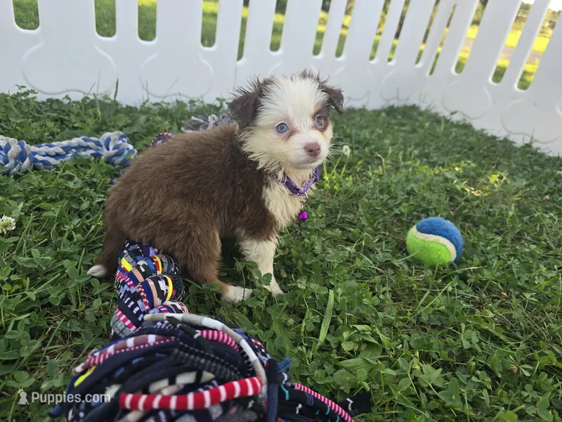 Abby – Toy Australian Shepherd puppy for sale in South Whitley, IN