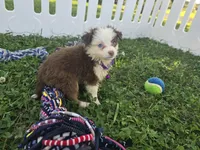 Abby, a female Toy Australian Shepherd for sale in South Whitley, IN – 1 of 5