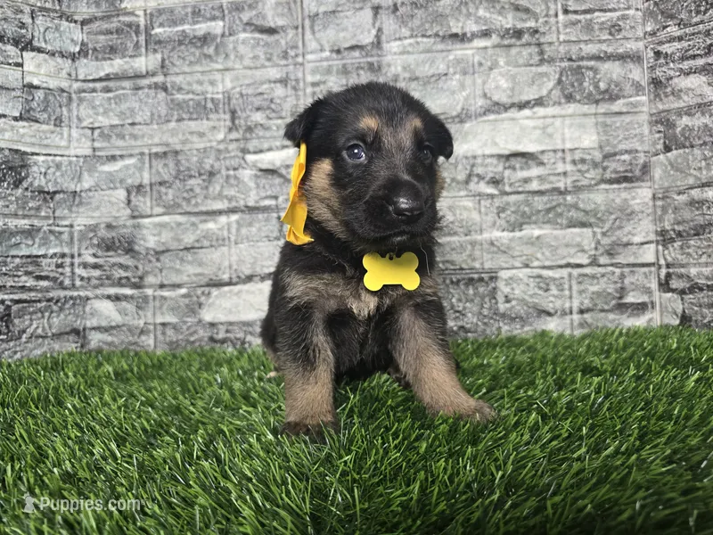 Gabby – German Shepherd Dog puppy for sale in South Whitley, IN