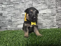 Gabby, a female German Shepherd Dog for sale in South Whitley, IN – 1 of 2