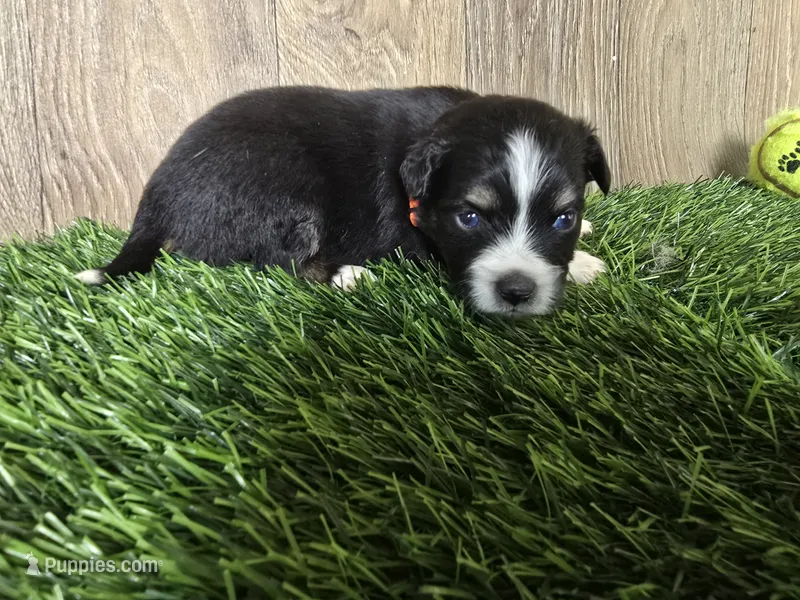 Charlie  – Toy Australian Shepherd puppy for sale in South Whitley, IN