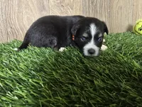 Charlie , a male Toy Australian Shepherd for sale in South Whitley, IN – 1 of 4