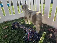 Delani (REDUCED), a male Toy Australian Shepherd for sale in South Whitley, IN – 2 of 6