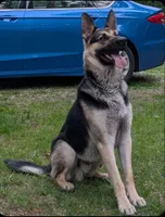Gretta, a female German Shepherd Dog for sale in South Whitley, IN – 6 of 7