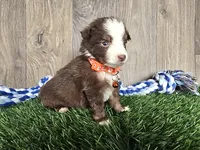 Buddy, a male Toy Australian Shepherd for sale in South Whitley, IN – 2 of 3