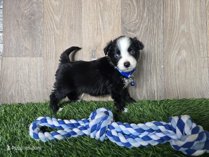 Bear/Black Bi/blue eyes – Toy Australian Shepherd puppy for sale in South Whitley, IN