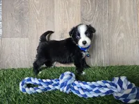 Bear/Black Bi/blue eyes, a male Toy Australian Shepherd for sale in South Whitley, IN – 1 of 4