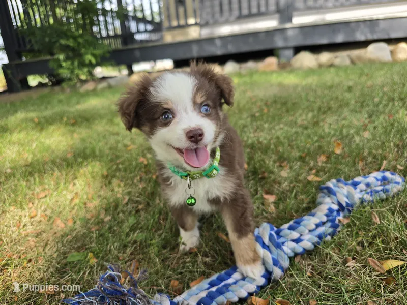 Buddy – Toy Australian Shepherd puppy for sale in South Whitley, IN