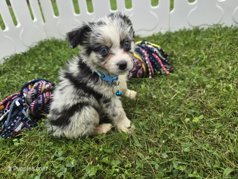 Cash – Toy Australian Shepherd puppy for sale in South Whitley, IN
