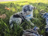 Cash, a male Toy Australian Shepherd for sale in South Whitley, IN – 4 of 8