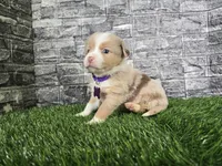 Bailey , a female Miniature Australian Shepherd for sale in South Whitley, IN – 2 of 6