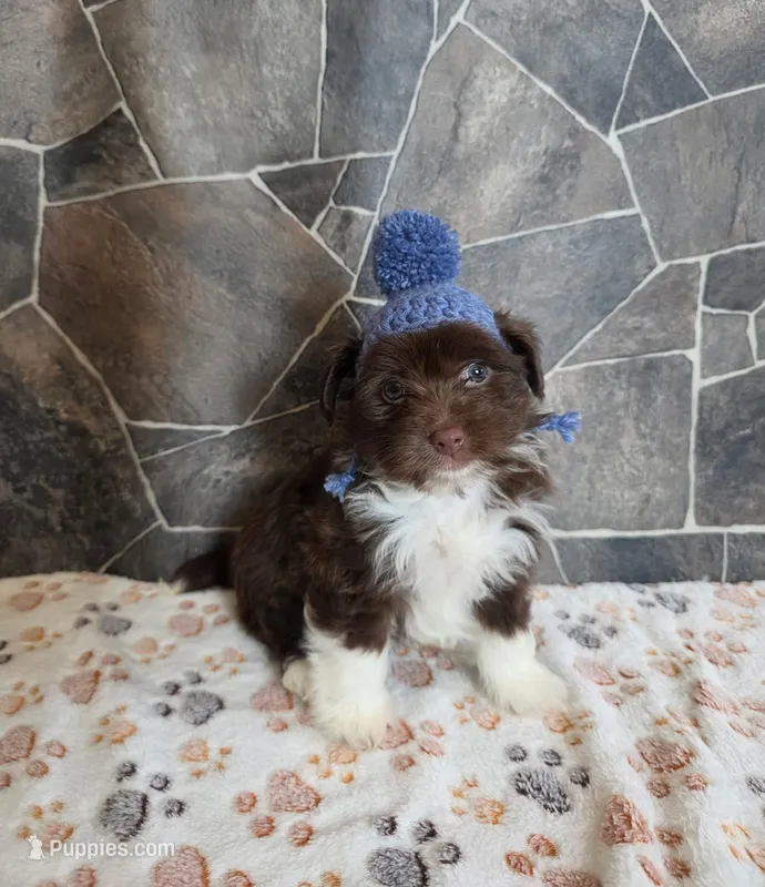 Maverick  – Havanese, Toy Australian Shepherd puppy for sale in South Whitley, IN