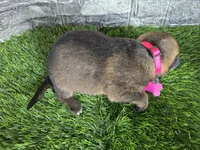 Gretta, a female German Shepherd Dog for sale in South Whitley, IN – 5 of 7