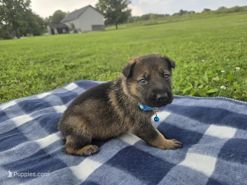 Miles – German Shepherd Dog puppy for sale in South Whitley, IN