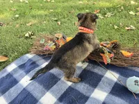 Max, a male German Shepherd Dog for sale in South Whitley, IN – 2 of 5