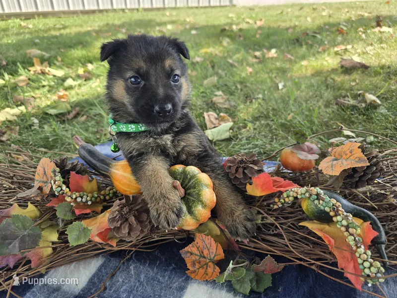 Milo  – German Shepherd Dog puppy for sale in South Whitley, IN