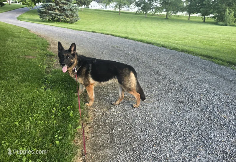 Queen  – German Shepherd Dog puppy for sale in South Whitley, IN