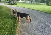 Queen , a female German Shepherd Dog for sale in South Whitley, IN – 1 of 3