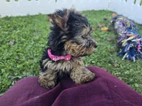 Bella, a female Yorkshire Terrier for sale in South Whitley, IN – 4 of 6