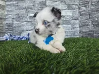 Jasper, a male Toy Australian Shepherd for sale in South Whitley, IN – 2 of 10