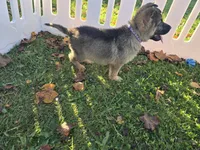 Misty** REDUCED , a female German Shepherd Dog for sale in South Whitley, IN – 4 of 6