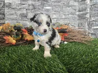 Cash, a male Toy Australian Shepherd for sale in South Whitley, IN – 7 of 8