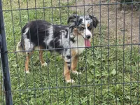 Cash, a male Toy Australian Shepherd for sale in South Whitley, IN – 6 of 8